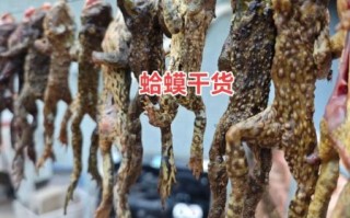 蛤蟆节非物质文化遗产（蛤蟆节怎么来的？传说+非遗流程一次看懂）