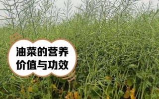 油菜非物质文化遗产（油菜传统栽培技艺入选非遗了吗）