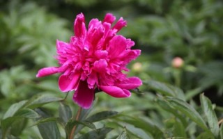 非物质文化遗产芍红（芍红是什么级别非物质文化遗产）