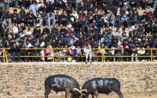 非物质文化遗产斗牛（非物质文化遗产斗牛是什么）