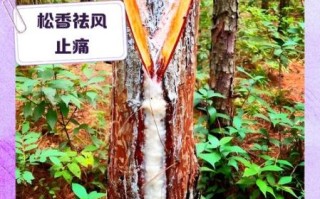 非物质文化遗产松香（松香制作技艺为何列入非遗）