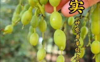 国槐非物质文化遗产（国槐非遗技艺有哪些价值）