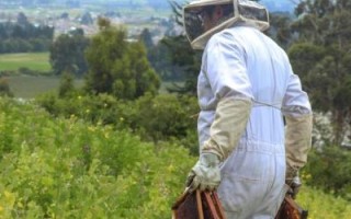 养蜂人非物质文化遗产（养蜂人非物质文化遗产为什么申遗成功）