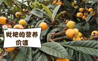 枇杷非物质文化遗产（枇杷非物质文化遗产有哪些技艺）