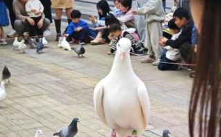 非物质文化遗产鸽子张（鸽子张非遗技艺制作流程与新手入门指南）