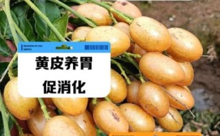 黄皮非物质文化遗产（黄皮非遗介绍：黄皮如何入选非遗）