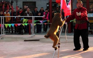 非物质文化遗产耍猴（非遗耍猴还能继续存在吗）