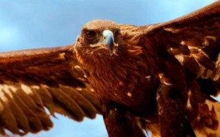 非物质文化遗产猎鹰文化（非物质文化遗产猎鹰文化传承现状及入门指南）