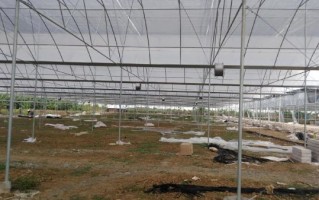 苏州非物质文化遗产大棚（苏州非遗大棚有哪些值得一看？）