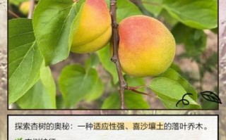 非物质文化遗产杏林（非物质文化遗产杏林完整介绍）