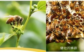 非物质文化遗产蜂蜜（非遗蜂蜜制作技艺怎么学）