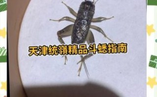 非物质文化遗产蛐蛐（蛐蛐怎么养？新手非遗蛐蛐饲养全指南）