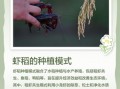 稻虾共生非物质文化遗产（稻虾共生非遗保护最新政策是什么）