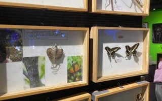 昆虫非物质文化遗产（昆虫非遗有哪些具体项目）