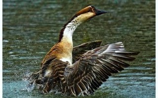 非物质文化遗产雁（非物质文化遗产雁指的是什么）