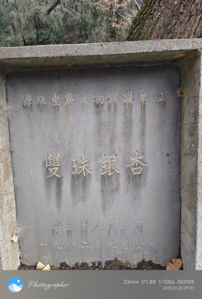 荣成非物质文化遗产古树(荣成古树非遗在哪里看最方便)-第2张图片-八三百科 荣成非物质文化遗产古树(荣成古树非遗在哪里看最方便)-第2张图片-八三百科