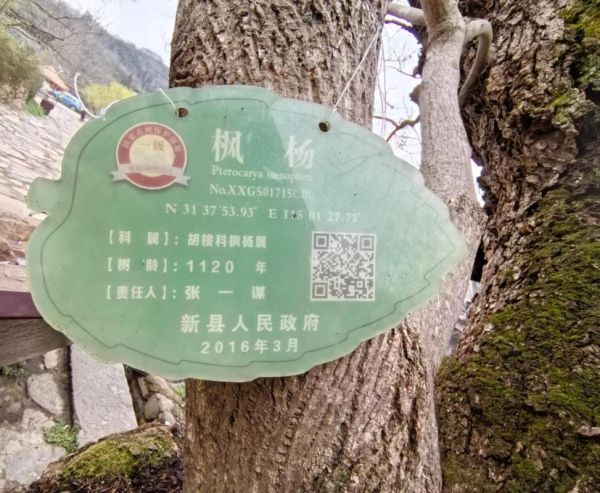荣成非物质文化遗产古树(荣成古树非遗在哪里看最方便)-第1张图片-八三百科 荣成非物质文化遗产古树(荣成古树非遗在哪里看最方便)-第1张图片-八三百科