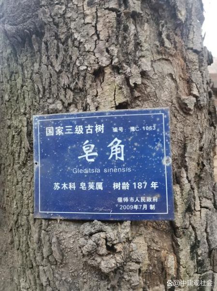 荣成非物质文化遗产古树(荣成古树非遗在哪里看最方便)-第3张图片-八三百科 荣成非物质文化遗产古树(荣成古树非遗在哪里看最方便)-第3张图片-八三百科