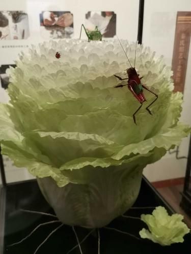 非物质文化遗产滑县白菜(滑县白菜腌制非遗技艺怎么学)-第1张图片-八三百科 非物质文化遗产滑县白菜(滑县白菜腌制非遗技艺怎么学)-第1张图片-八三百科
