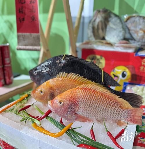 中国非物质文化遗产鱼(最受欢迎的非遗鱼技艺有哪些?)-第2张图片-八三百科 中国非物质文化遗产鱼(最受欢迎的非遗鱼技艺有哪些?)-第2张图片-八三百科