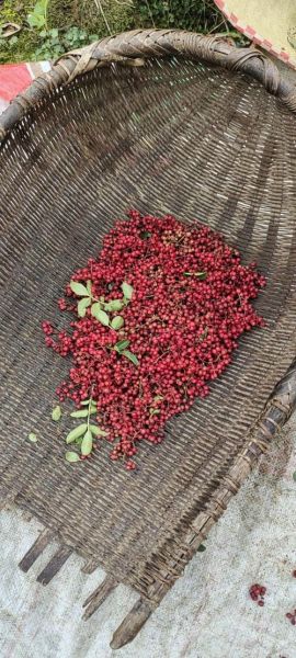 花椒非物质文化遗产(花椒制作技艺非遗在哪里)-第3张图片-八三百科 花椒非物质文化遗产(花椒制作技艺非遗在哪里)-第3张图片-八三百科