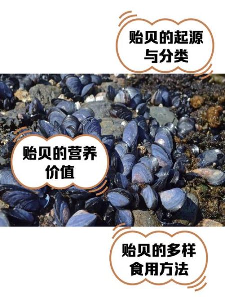 非物质文化遗产贻贝(非物质文化遗产贻贝是什么)-第1张图片-八三百科 非物质文化遗产贻贝(非物质文化遗产贻贝是什么)-第1张图片-八三百科