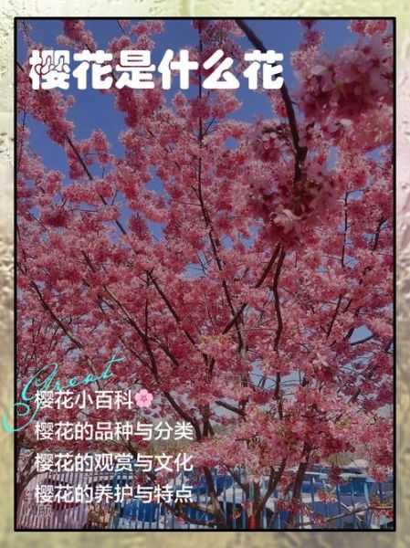 非物质文化遗产 樱花(中国非遗与樱花有什么文化关联)-第1张图片-八三百科 非物质文化遗产 樱花(中国非遗与樱花有什么文化关联)-第1张图片-八三百科