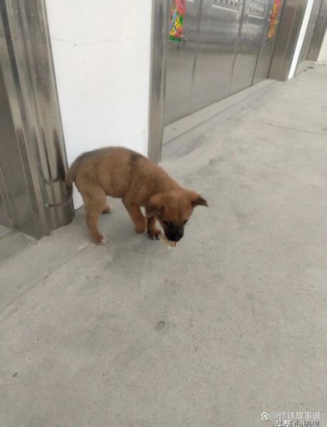 平邑旺狗非物质文化遗产（平邑旺狗非遗传承地到底在哪里）-第2张图片-八三百科