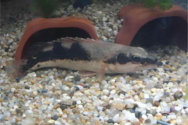 非物质文化遗产鳜鱼（鳜鱼为什么入选非遗名录）-第2张图片-八三百科