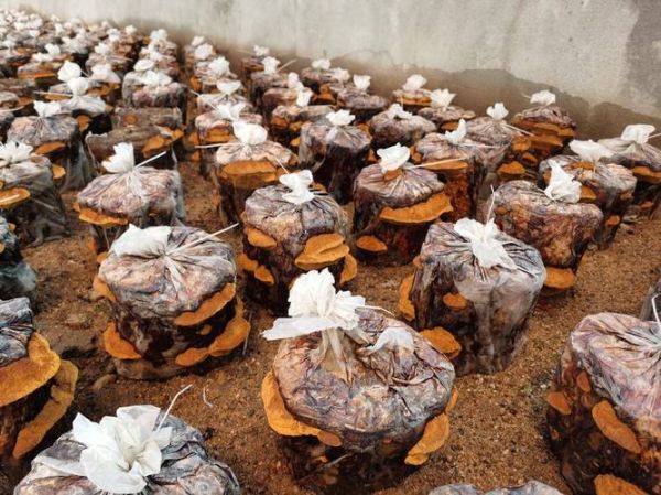 桑田非物质文化遗产（桑田非物质文化遗产有哪些）-第3张图片-八三百科