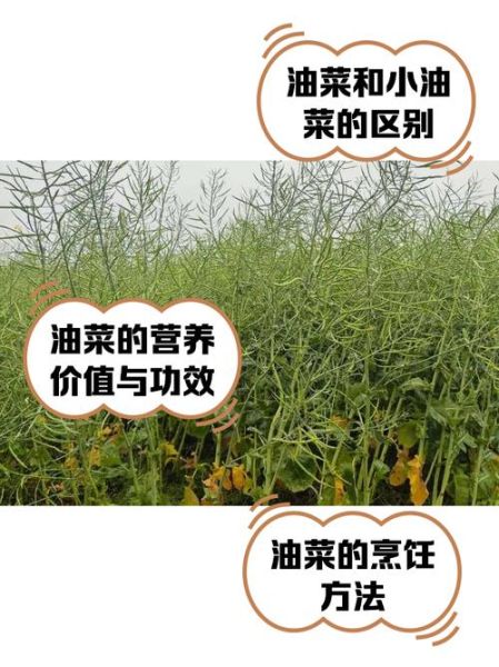 油菜非物质文化遗产（油菜传统栽培技艺入选非遗了吗）-第1张图片-八三百科