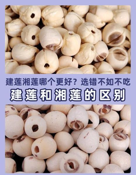 建莲非物质文化遗产（建莲非物质文化遗产技艺入门指南）-第1张图片-八三百科