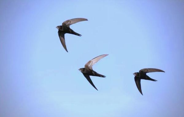 非物质文化遗产雨燕（老北京雨燕非遗保护现状）-第3张图片-八三百科