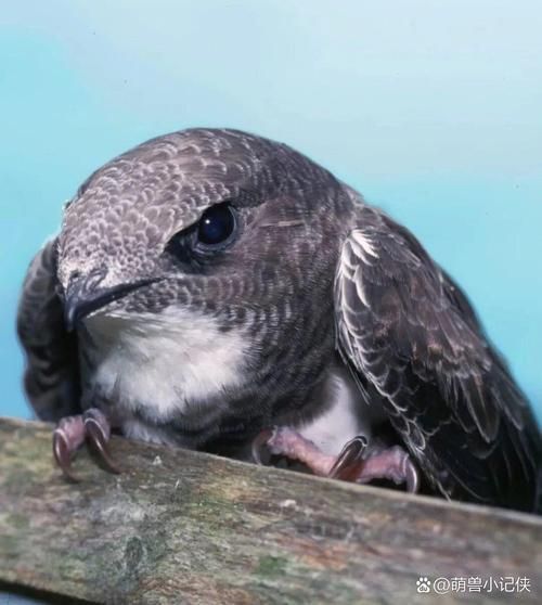 非物质文化遗产雨燕（老北京雨燕非遗保护现状）-第1张图片-八三百科