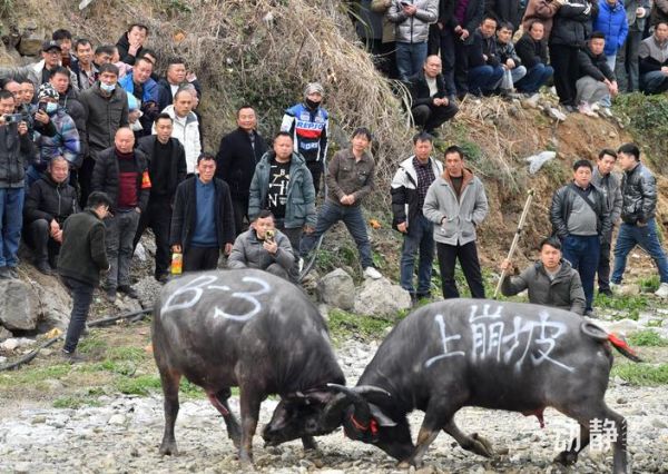 斗牛非物质文化遗产（斗牛非物质文化遗产起源是什么）-第3张图片-八三百科