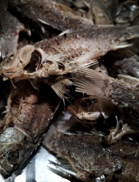 非物质文化遗产糟鱼(糟鱼怎么做?新手第一次就能成功的家常做法)-第1张图片-八三百科 非物质文化遗产糟鱼(糟鱼怎么做?新手第一次就能成功的家常做法)-第1张图片-八三百科