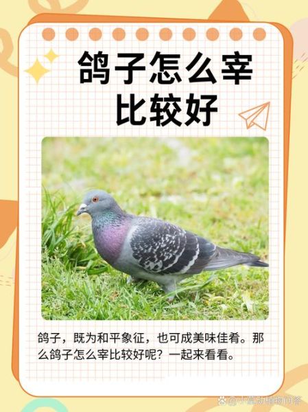 非物质文化遗产鸽子(非物质文化遗产鸽子有哪些文化故事)-第3张图片-八三百科 非物质文化遗产鸽子(非物质文化遗产鸽子有哪些文化故事)-第3张图片-八三百科