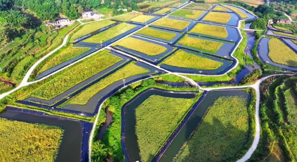 稻虾共生非物质文化遗产（稻虾共生非遗保护最新政策是什么）-第2张图片-八三百科