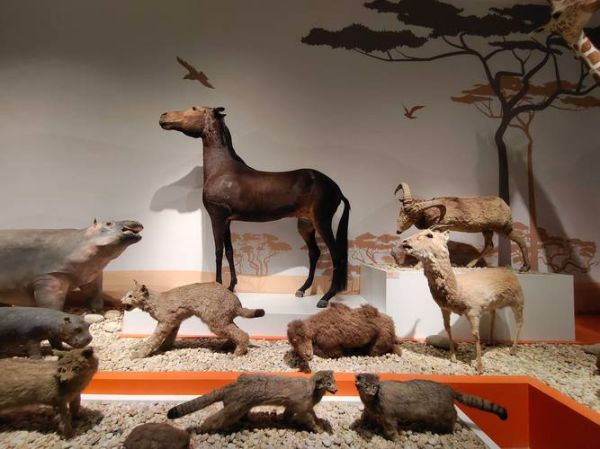 非物质动物文化遗产图片（非物质动物文化遗产有哪些图片）-第2张图片-八三百科