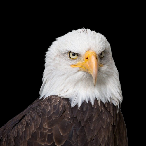 老鹰非物质文化遗产图片（老鹰非物质文化遗产高清图哪里找）-第2张图片-八三百科