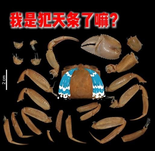 非物质文化遗产沙蟹（沙蟹是什么非遗？它到底是吃的还是看的？）-第3张图片-八三百科