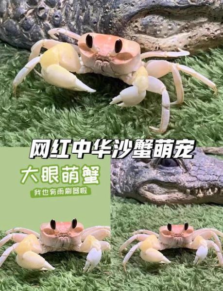 非物质文化遗产沙蟹（沙蟹是什么非遗？它到底是吃的还是看的？）-第2张图片-八三百科