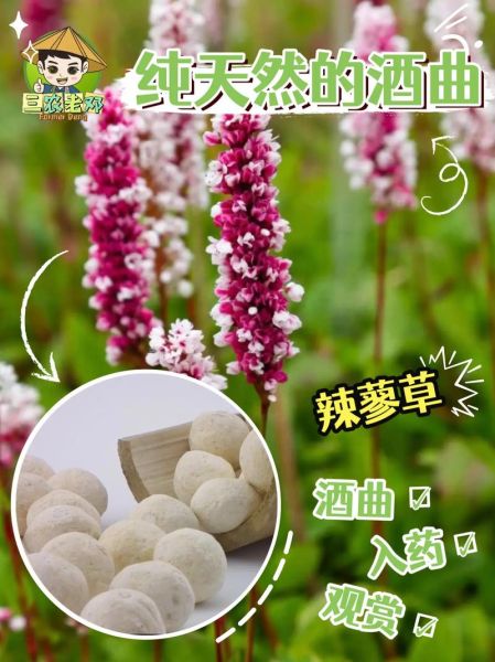 非物质文化遗产酒曲（非物质文化遗产酒曲制作方法全解析）-第2张图片-八三百科