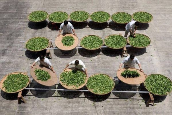 茶叶非物质文化遗产（茶叶非遗技艺有哪些代表作）-第1张图片-八三百科