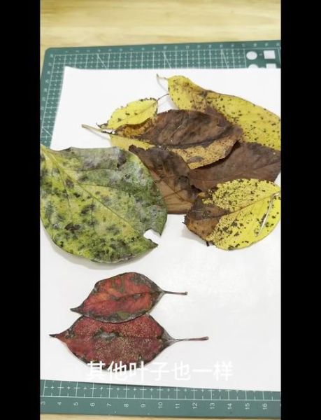 秋叶非物质文化遗产（秋叶非遗制作入门教程）-第3张图片-八三百科