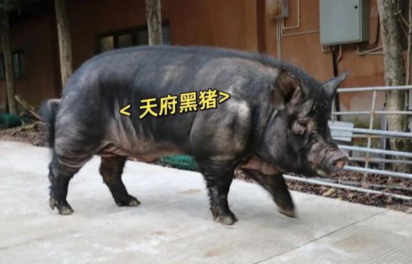 黑猪非物质文化遗产（黑猪非遗技艺如何申请）-第1张图片-八三百科