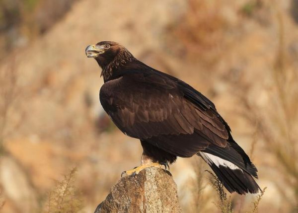 非物质文化遗产金雕图片（金雕非遗作品高清图片）-第2张图片-八三百科