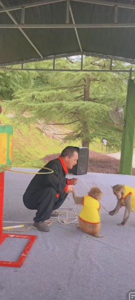 猴戏世界非物质文化遗产（猴戏是世界非物质文化遗产吗？）-第3张图片-八三百科