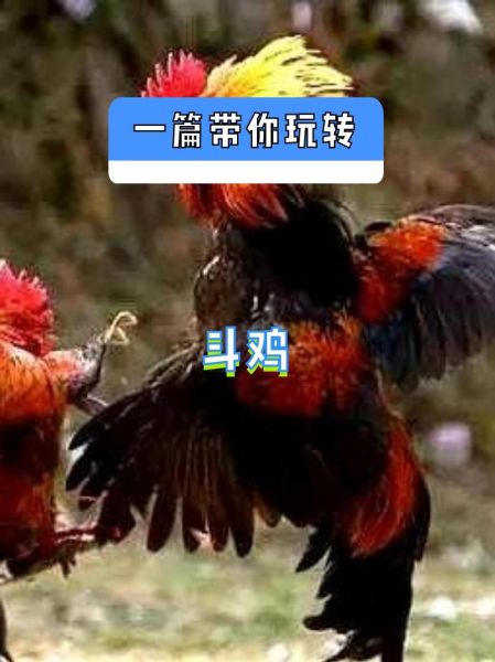 游戏斗鸡非物质文化遗产（游戏斗鸡非物质文化遗产怎么玩）-第1张图片-八三百科