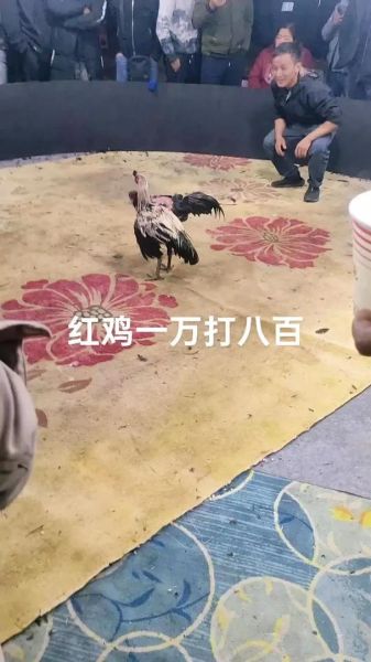 游戏斗鸡非物质文化遗产（游戏斗鸡非物质文化遗产怎么玩）-第2张图片-八三百科